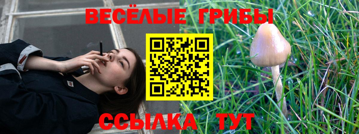 Галлюциногенные грибы мухоморы  Вход с VPN  Курчалой  Галлюциногенные грибы Psilocybe 